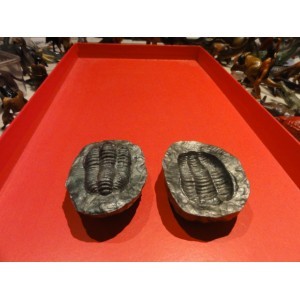 TRIBOBITE EN MODULE STARLUX PREHISTOIRE